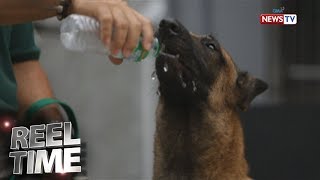 Reel Time: Pagsasanay sa mga aso sa K9 Unit Facility ng PDEA sa Bulacan
