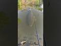 I can hardly believe there's a fish this big #fishing #fishingvideo #fishinglife #bigfish