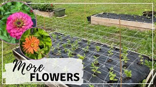 Pinching and Netting Zinnias for More Blooms