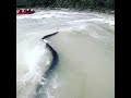 Rishikesh river rafting  snake in river rishikeshriverrafting laxmanjhula uttrakhand rishikesh
