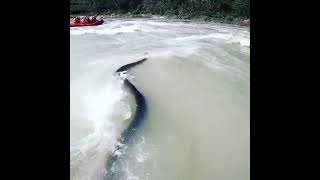 Rishikesh River Rafting Snake In River 