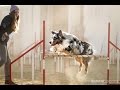 Agility training-australian shepherd Charlie