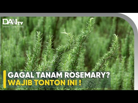 Video: Apakah Rosemary Saya Sakit: Pelajari Tentang Penyakit Umum Tanaman Rosemary