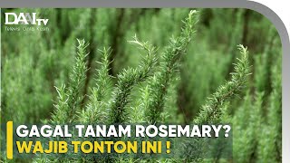 Tips Sukses Tanam Rosemary