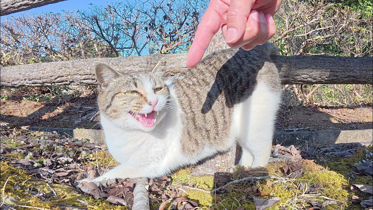 Кот мило мяукает, прогуливаясь вокруг моих ног.