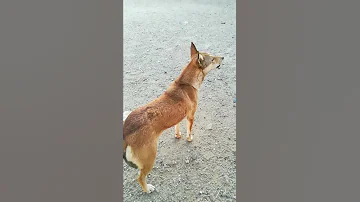إذا ينبح الكلب يعني شاف شيطان أو الجن 
