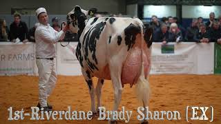 UK Dairy Expo.Sharon from Riverdane wins Holstein Mature Cow Class.Judge - Nathan Thomas (Ohio)