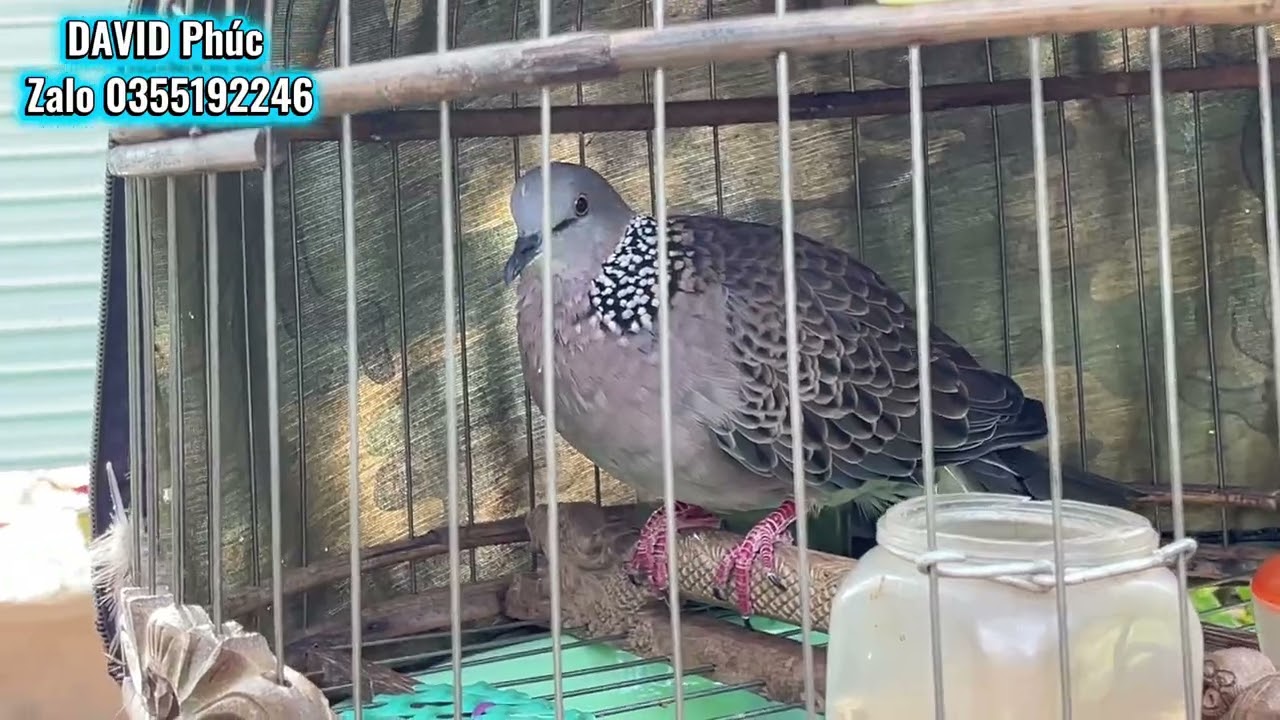 Cu gáy siêu phẩm thiên nhiên ban tặng kịch độc. Cườm gián ngực quá đặc sắc không có con thứ 2