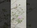 #song #youtubeshorts #ytshorts #nature #garden #wildflowers #viral