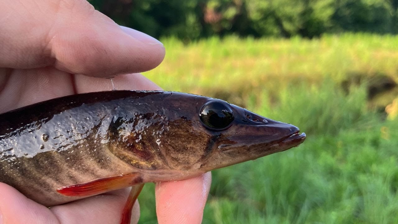 I Found RARE Fish in this Backwater Creek!