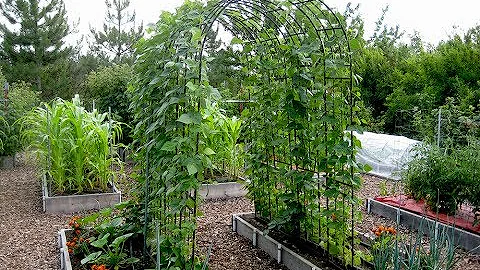How to Grow Beans: Everyone Can Grow a Garden 2019...
