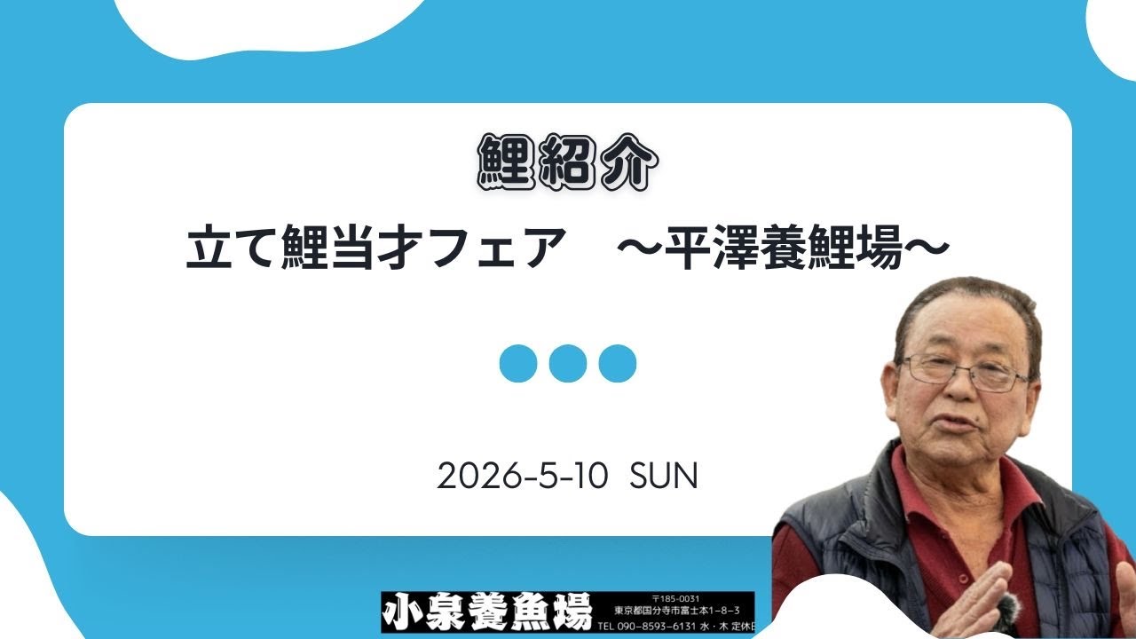 立て鯉 当才 フェアー】2026年5月10日 平澤養鯉場の展示鯉の紹介です