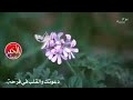 دعوتك رب ي مالي سواك 