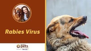 Dr. Becker Discusses the Rabies Virus