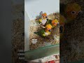 Sun conure hand feeding chicks #birds