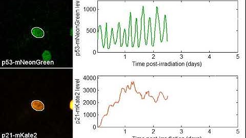 Pulsating p53 levels in single damaged cells