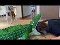 【ドッキリ】ワニに頭を噛まれた飼い主を見て愛犬がとった行動がこちら！