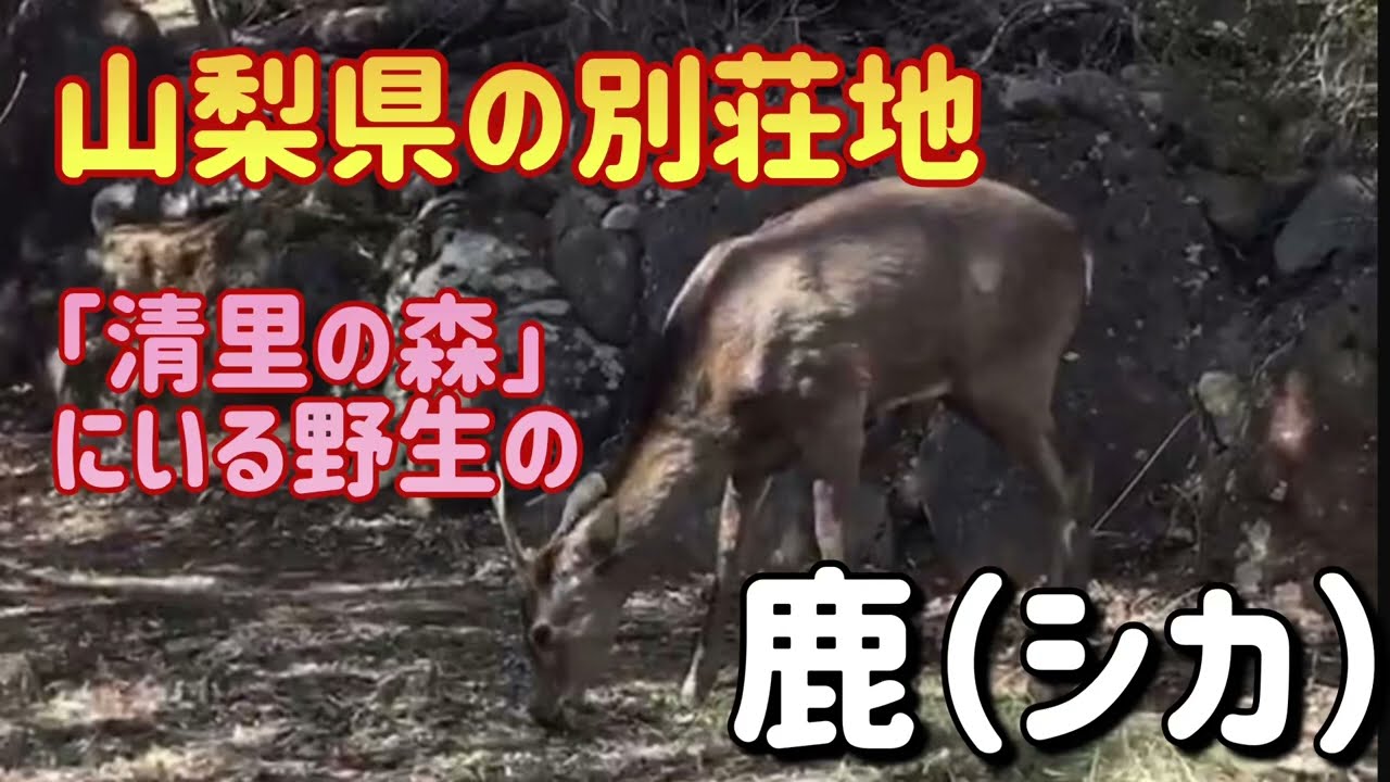 清里の森 野生の鹿 シカ Youtube