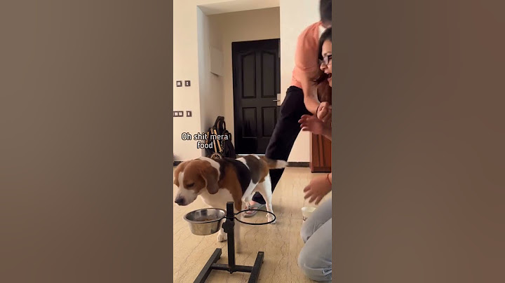 Intruder alert ! Doodle reacts to intruder #youtubeshorts #pets #funny #dog #beagle #cute #fun