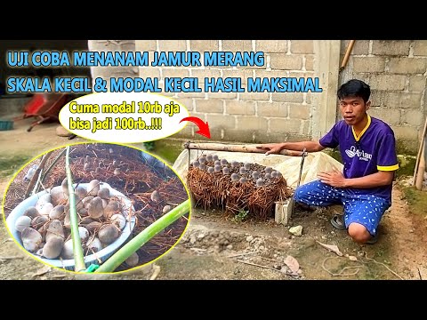 Cara Bikin Jamur Dami
