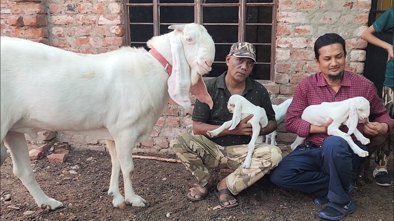 3 Bache Hote Hai Yeh Breeder Ka Karnama Zaheen Bhai Ka Al Hamd Goat