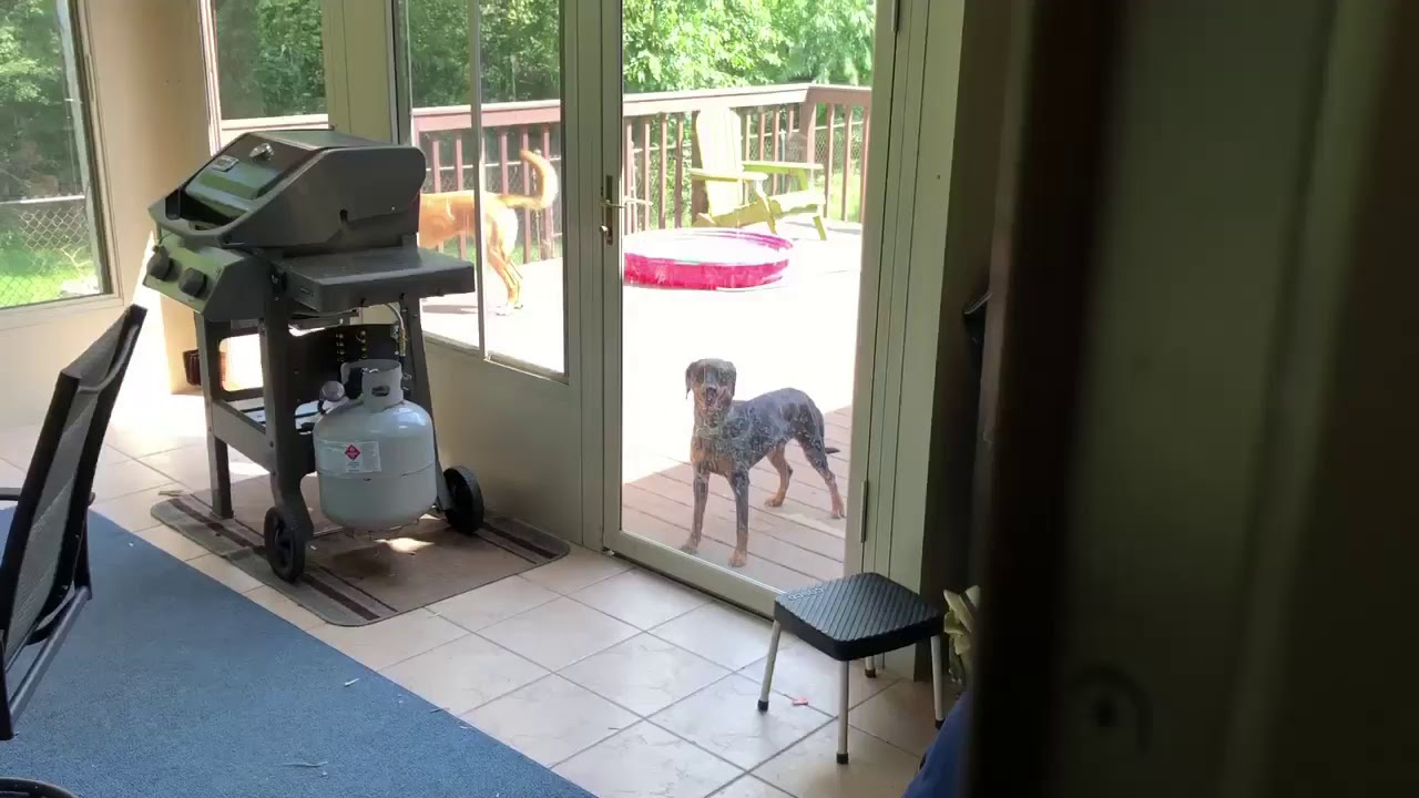 Derby the Dachsador. It's ok, I got this.