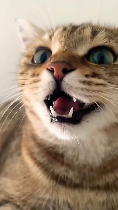 kitten meowing to attract cats