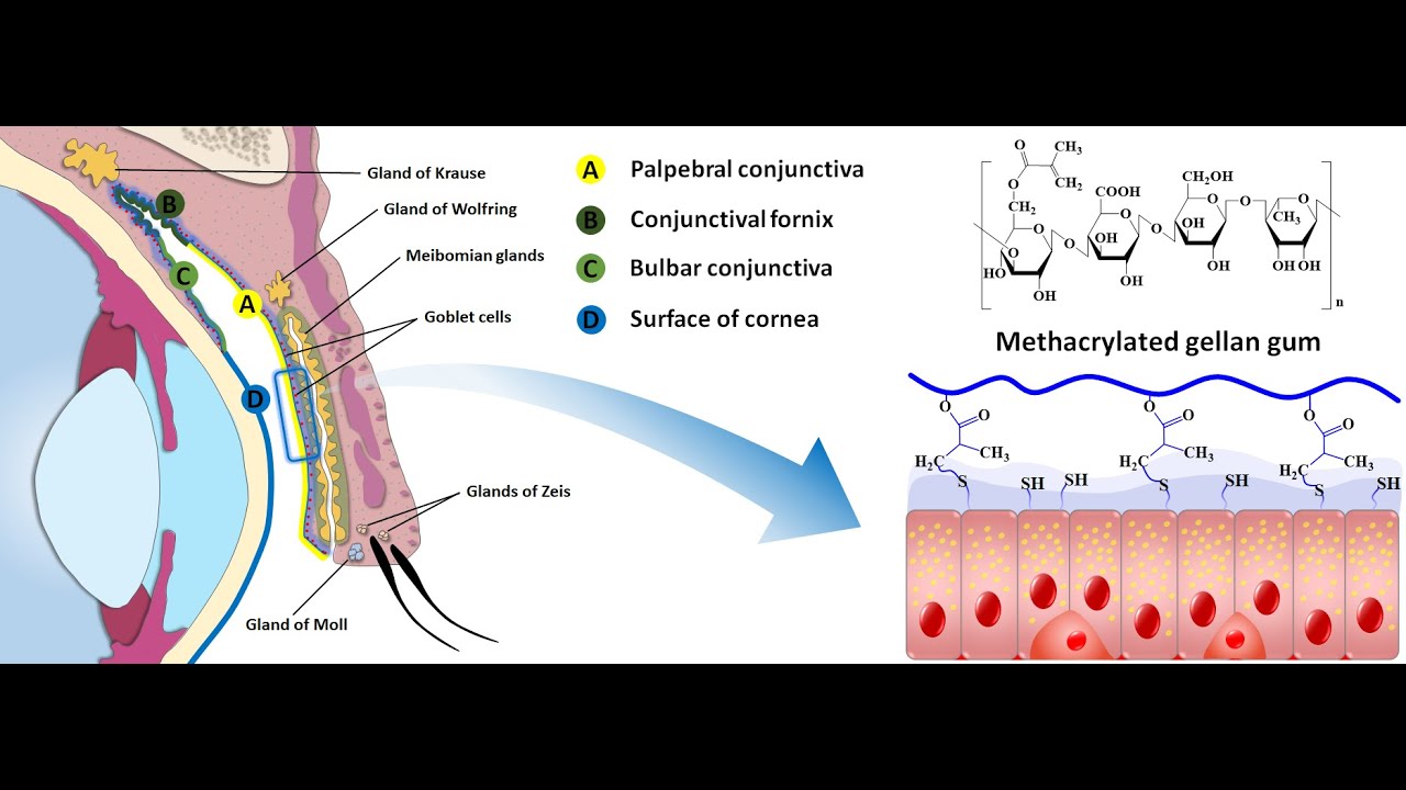 In situ gelling mucoadhesive polymers for ocular delivery of ...