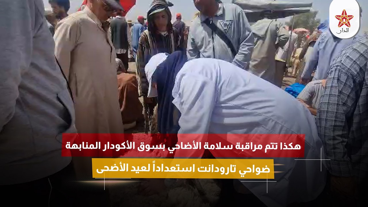 هكذا تتم مراقبة سلامة الأضاحي بسوق الأكودار المنابهة ضواحي تارودانت استعداداً لعيد الأضحى