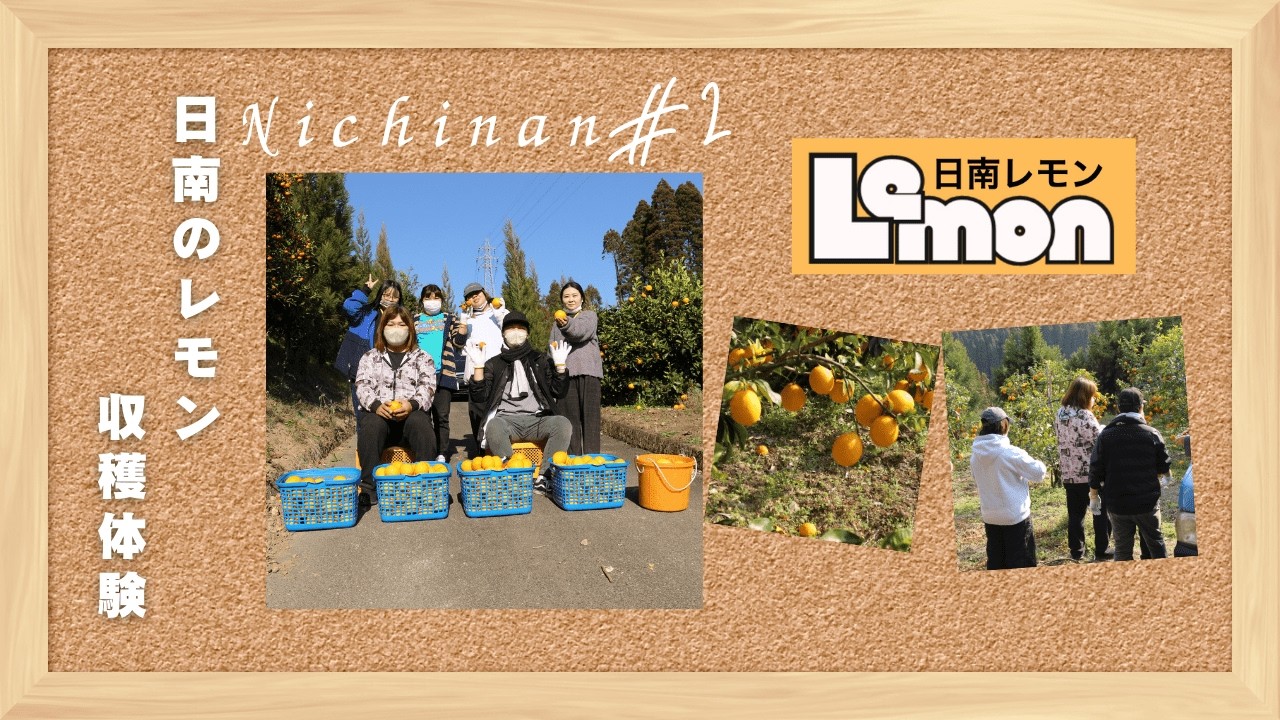 採れたて日南レモン🍋収穫体験！ #日南市 #日南レモン #キンカン #収穫体験 #農園体験 #宮崎観光 #旬のフルーツ