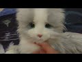 Hasbro's Lifelike Joy for All Companion Cat By: Hasbro Review