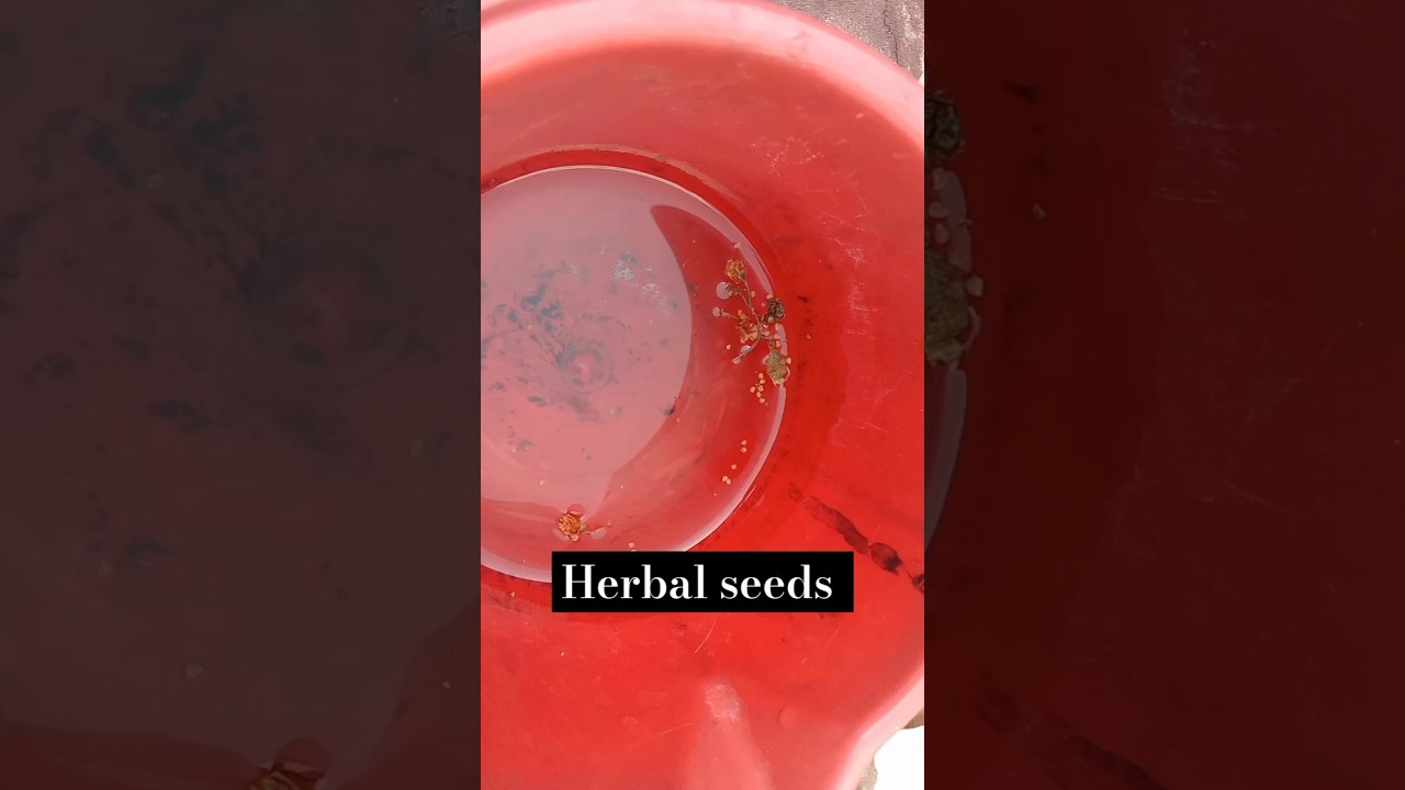 meditional herbs seeds 
