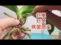 处理集烂根、烂茎、病菌感染于一身的蝴蝶兰 Rescue phalaenopsis orchids with root rot, crown rot and virus infection