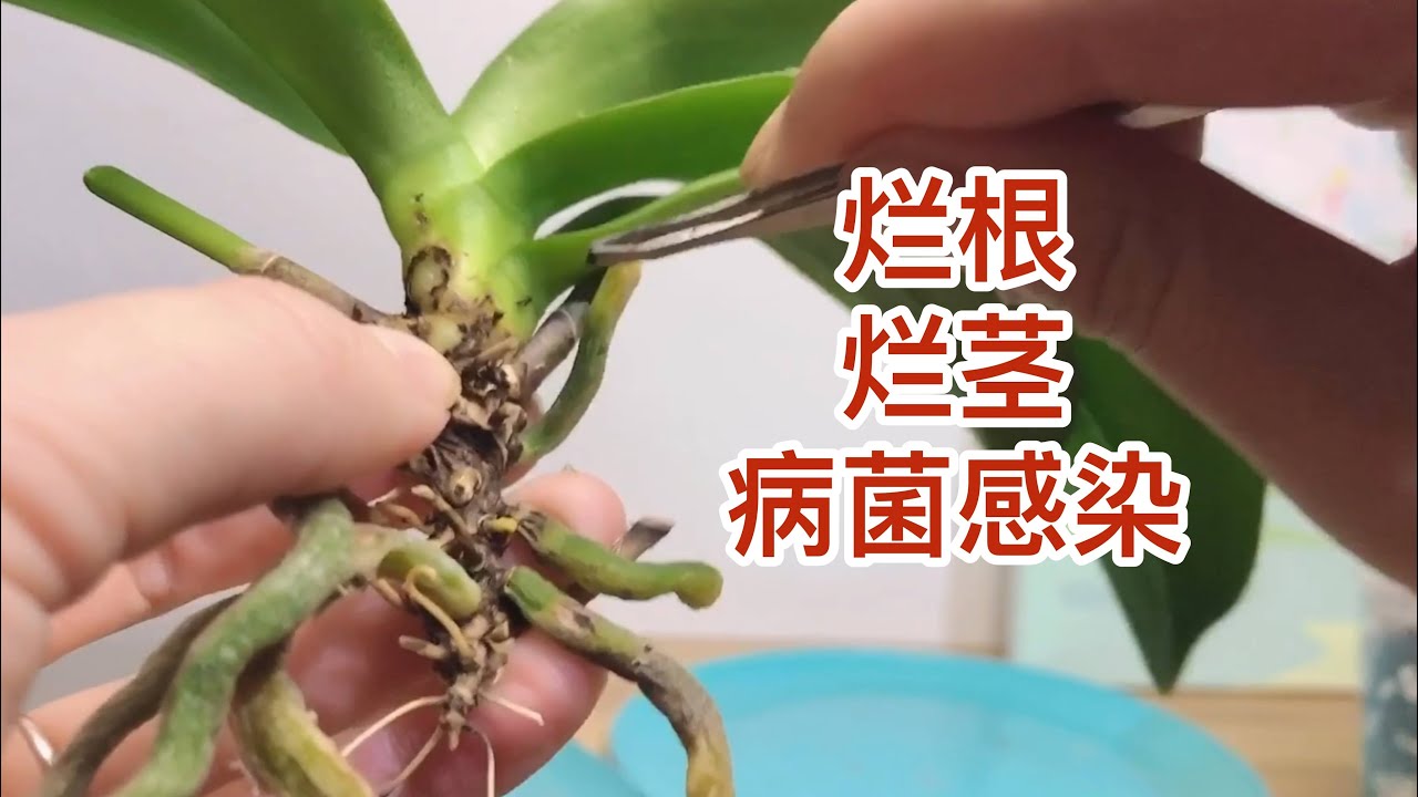 处理集烂根、烂茎、病菌感染于一身的蝴蝶兰 Rescue phalaenopsis orchids with root rot, crown rot and virus infection