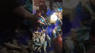 PANEN IKAN BAUNG DIMUSIM KEMARAU #shorts #feedshorts #shortsfeed