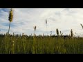 眠れる長閑な草原の風の音| 3時間 Ambient sound | ASMR | 睡眠