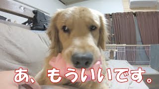 遊びたい時と飽きた時の温度差が半端ないゴールデンレトリバージョイ