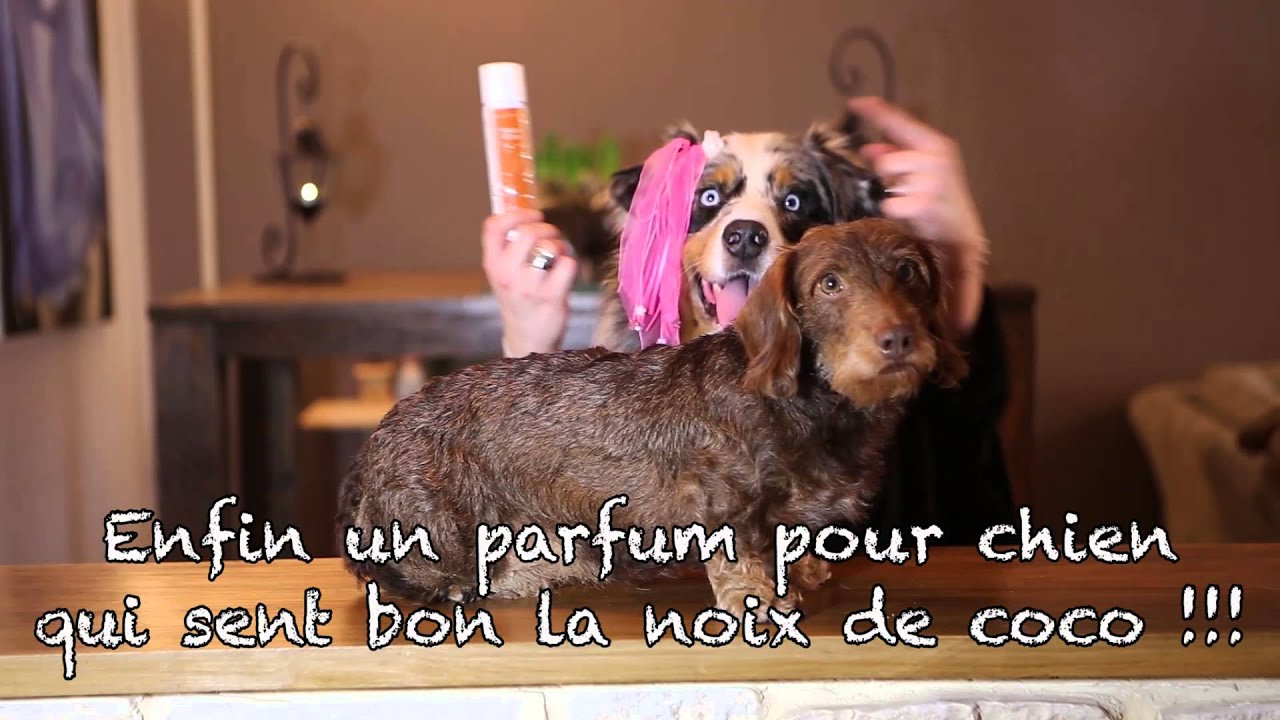 Parfum coco pour chien - YouTube