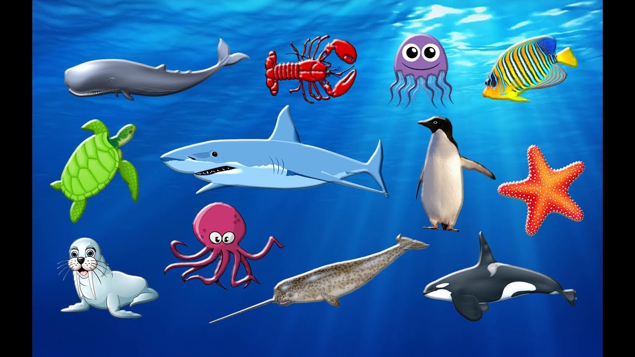 Learning Sea Animals Names | Water Ocean for Children ...
