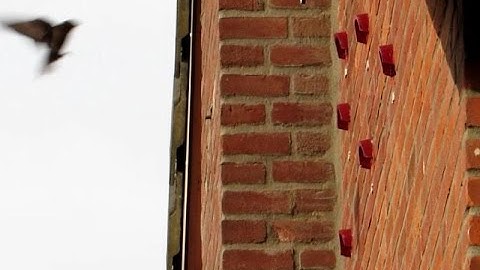 Invliegen twee Gierzwaluwen observatiekast