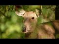 Wildlife Photography in forest, photography with Nikon D3500 and 70-300mm Lens.