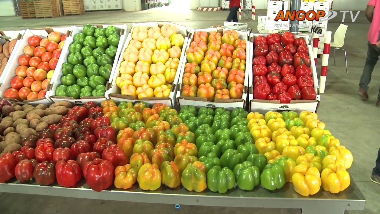 Quiminha duplica produção agrícola com foco na exportação