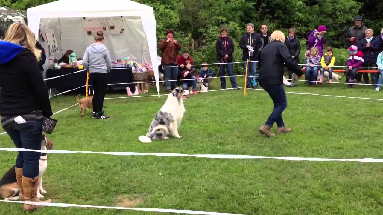 Trickdog Vorführung beim Family Dog Day 2013 des Hundezentr
