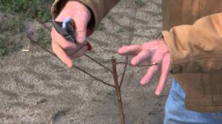 Pruning a Young Peach Tree