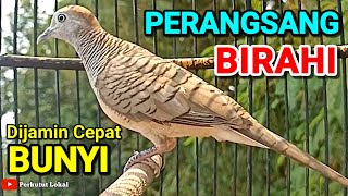 Download lagu Perkutut Lokal Gacor Suara Kristal Pancingan Paling Ampuh Agar Cepat Bunyi Gacor Manggung #perkutut