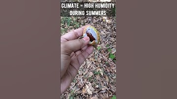 litchi #shorts #agriculture #education #horticulture #litchi #phd #upcatet #srf #jrf #pomology #yt