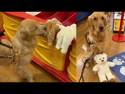 Lucky Service Dog Gets Rewarded With Trip To Build-A-Bear