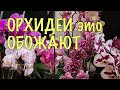 Орхидеи ЗАЦВЕТУТ как БЕШЕНЫЕ! Просто ПОЛИВАЙТЕ их ПРАВИЛЬНО! ВСЕ СЕКРЕТЫ полива в ОДНОМ ВИДЕО