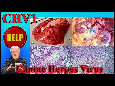 Video: Seberapa Umum Canine Herpesvirus Pada Anjing?