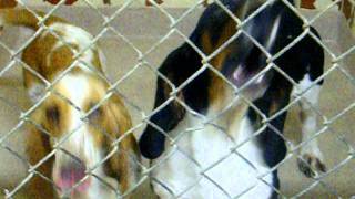 Dothan Bassets in Shelter